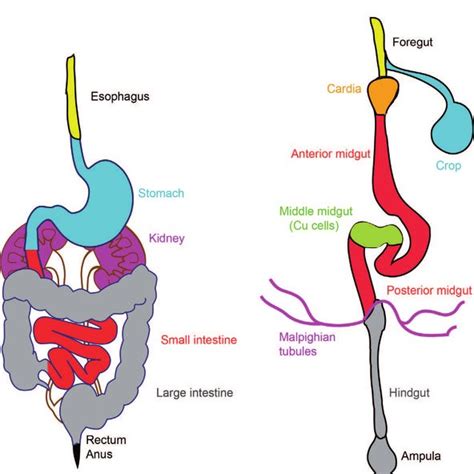how are drosophila similar to humans